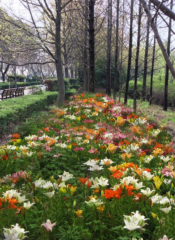 2百合节开花效果图1.jpg