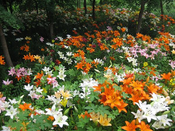 6开花实景图-远景3.JPG