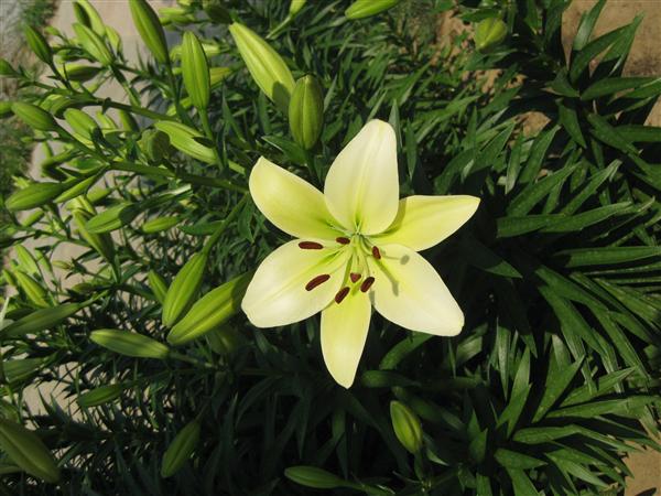 6开花实景图-近景7.JPG