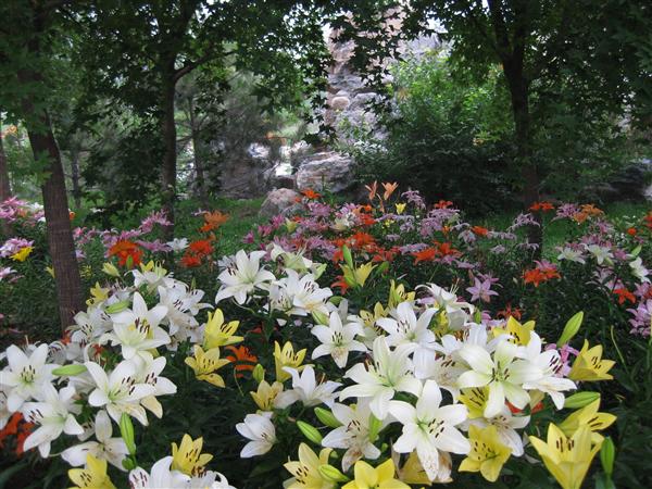 6开花实景图-远景2.jpg