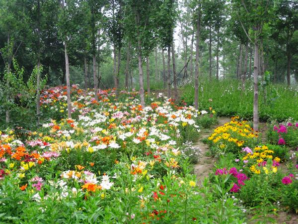 6开花实景图-远景1.jpg