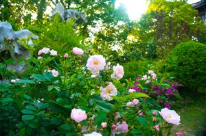 DSC09306 - 副本.jpg
